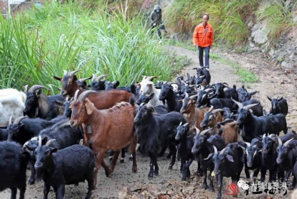 大埔這村30多年歷史的羊肉酒開(kāi)熬，每壇賣(mài)到...